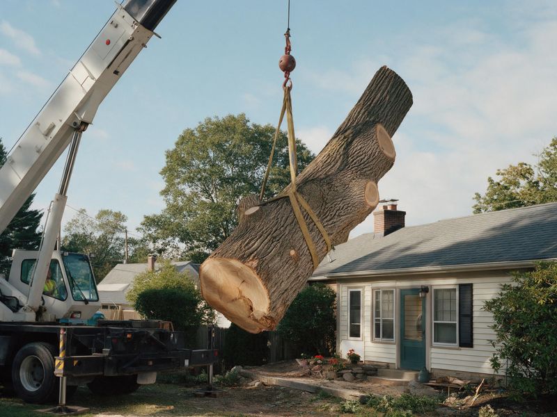 tree removal project near Little Rock, AR